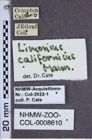 Etiketten zu Limonius californicus (NHMW-ZOO-COL-0008610)